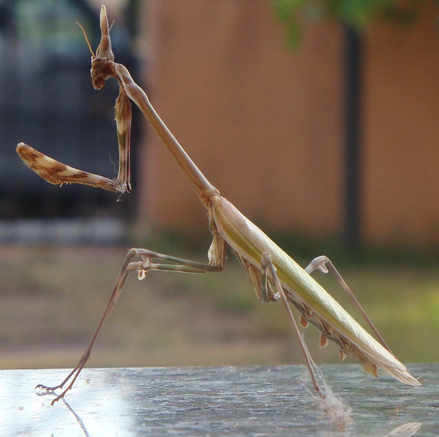 Empusa pennata (femmina)